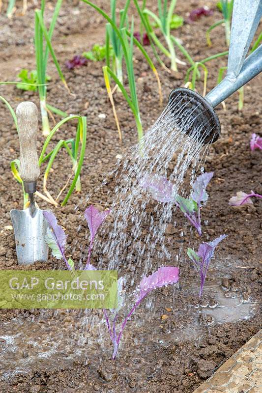 Watering newly planted Kohlrabi seedlings using a watering can