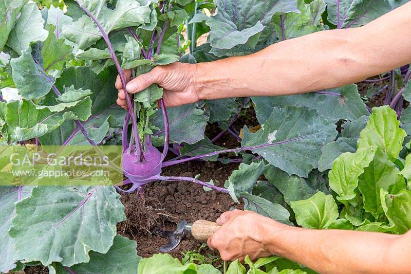 Woman harvesting Kohlrabi 'Purple Delicacy'