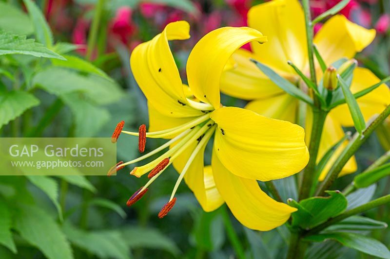 Lilium Asiatic Yellow - Lily