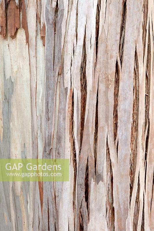 Eucalyptus glaucescens - Tingiringi gum 