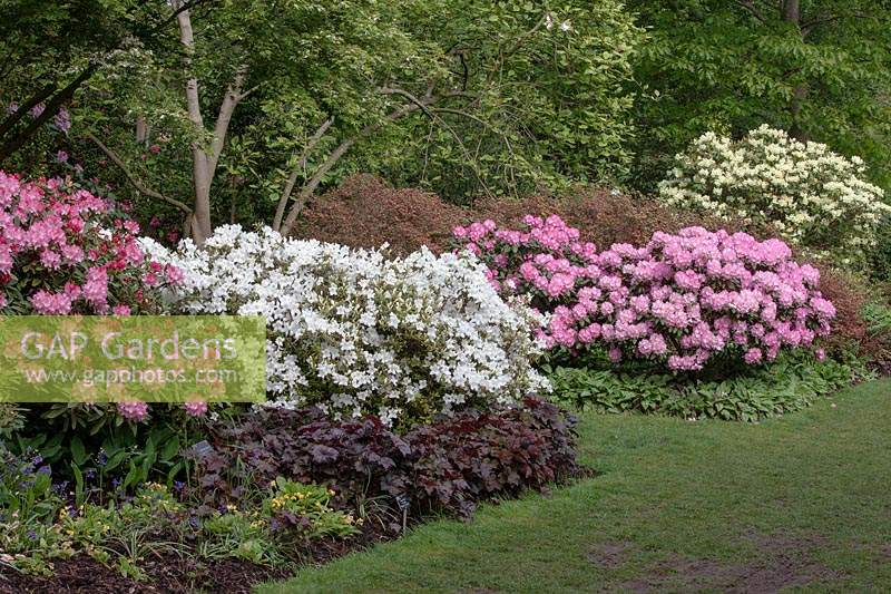Rhododendron 'Pink Cherub', 'Silver Fountain', 'Hatchmann's Polaris'  and 'Moonshine' in a Spring border 