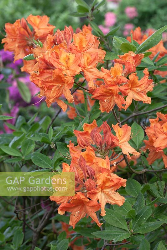 Rhododendron 'Hangars Flame'