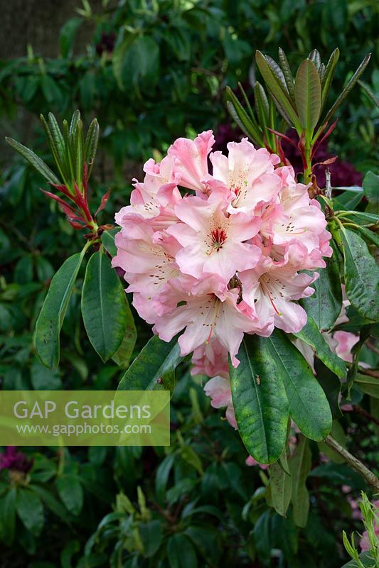 Rhododendron 'Lens Cameo'