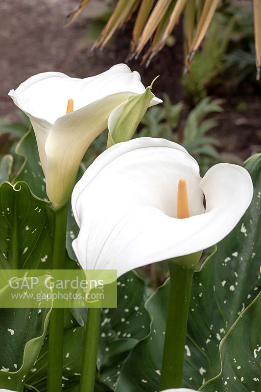 Zantedeschia 'White Giant' -  Arum lily 'White Giant'