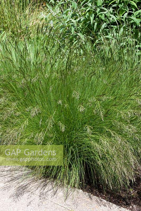 Eragrostis curvula 'Weeping lovegrass'