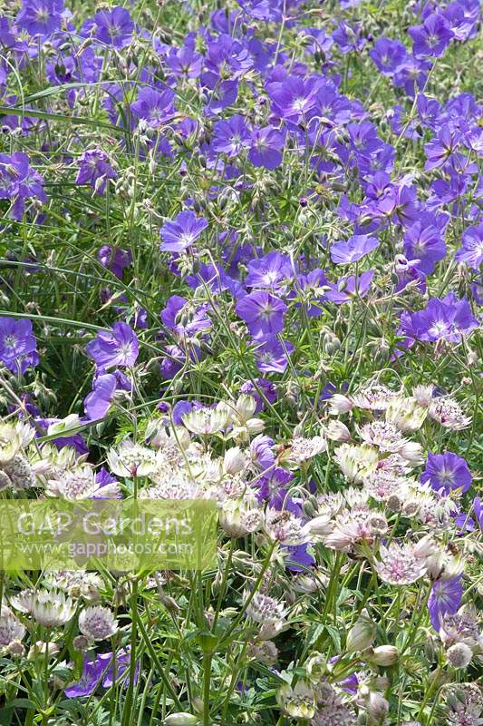 Astrantia major 'Large White' and Hardy Geranium Cranesbill 'Brookside'