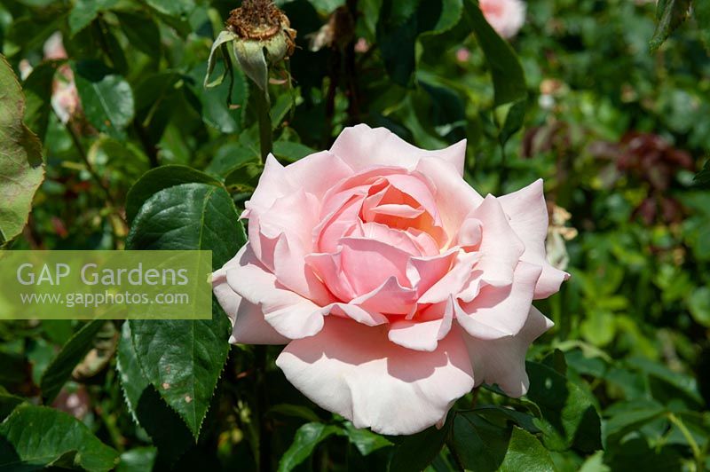 Rosa 'Thelma Barlow' rose