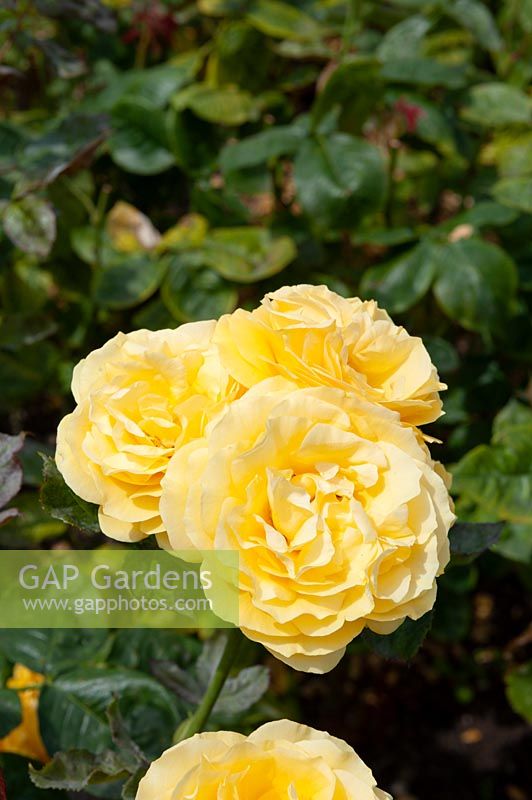 Rosa 'Doris Day' rose
