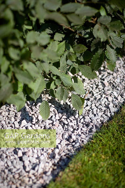 Border edging lawn showing coarse pale gravel and Carpinus - Hornbeam hedge. The South West Water Green Garden, designed by Tom Simpson, Sponsored by South West Water, RHS Hampton Court Flower Show, 2018.
