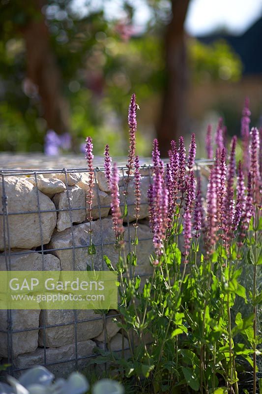 Salvia nemorosa 'Ostfriesland' growing by granite gabions. Santa Rita 'Living La Vida 120' Garden. Designed by Alan Rudden. Sponsored by Santa Rita Wines. RHS Hampton Court Palace Show, 2018.
