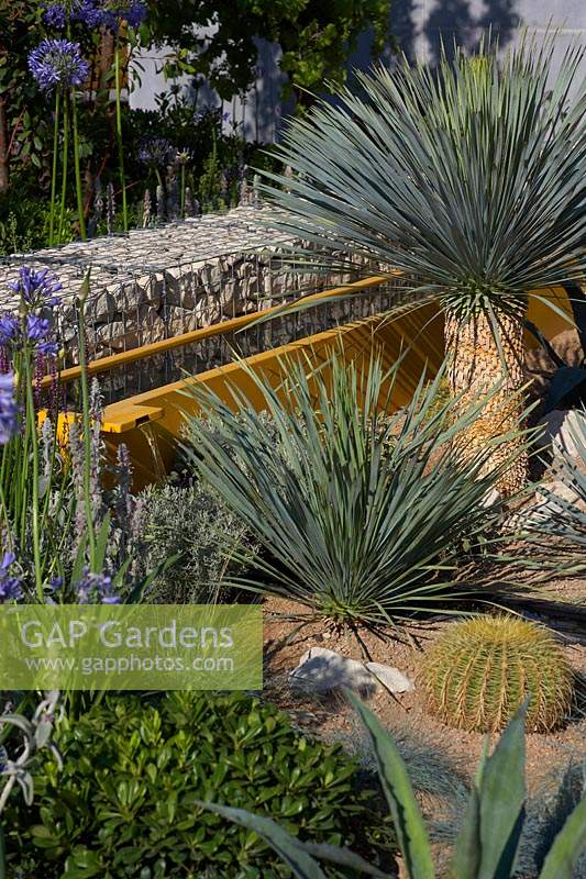Yucca rostrata, cacti and flowering Agapanthus in show garden. Santa Rita 'Living La Vida 120' Garden. Designed by Alan Rudden. Sponsored by Santa Rita Wines. RHS Hampton Court Palace Show, 2018.

