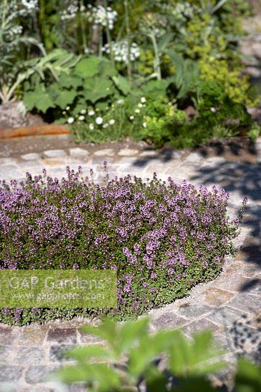 Thymus 'Caborn Wine and Roses' in circular bed surrounded by rustic brick path. The Health and Wellbeing Garden, designed by Alexandra Noble. Sponsors: CED Ltd, Majestic Trees, Marshall Murray. RHS Hampton Court Flower Show, 2018. 