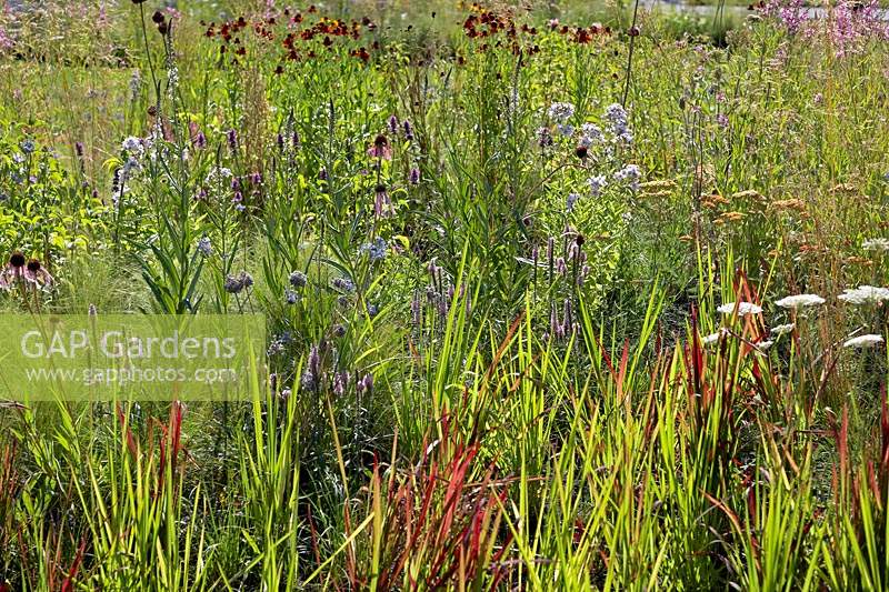 Naturalistic island borders by Piet Oudolf at RHS Hampton Court Flower show, 2018.
