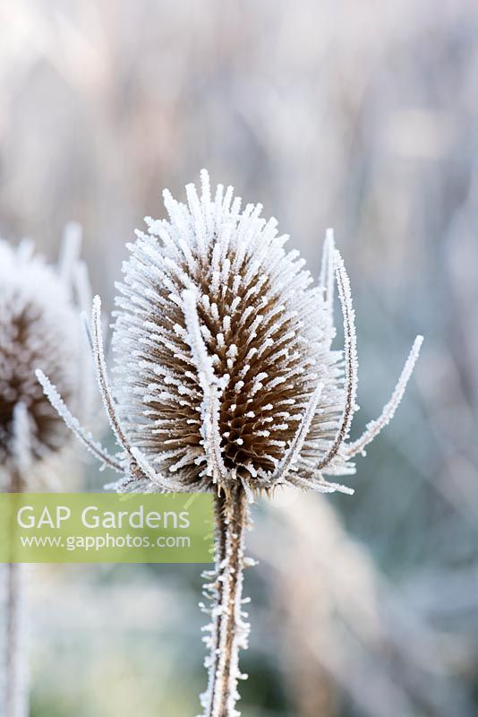 Dipsacus - Teasel seed head caught in frost. 