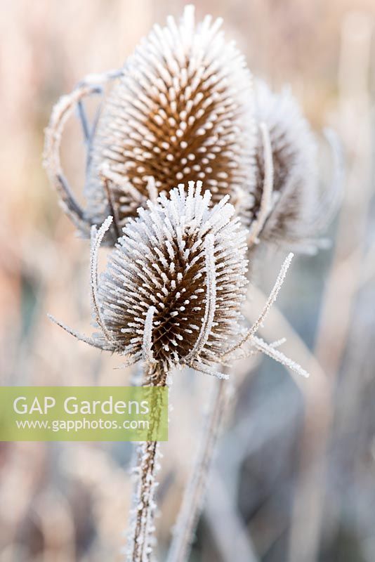 Dipsacus - Teasel seed head caught in frost.
