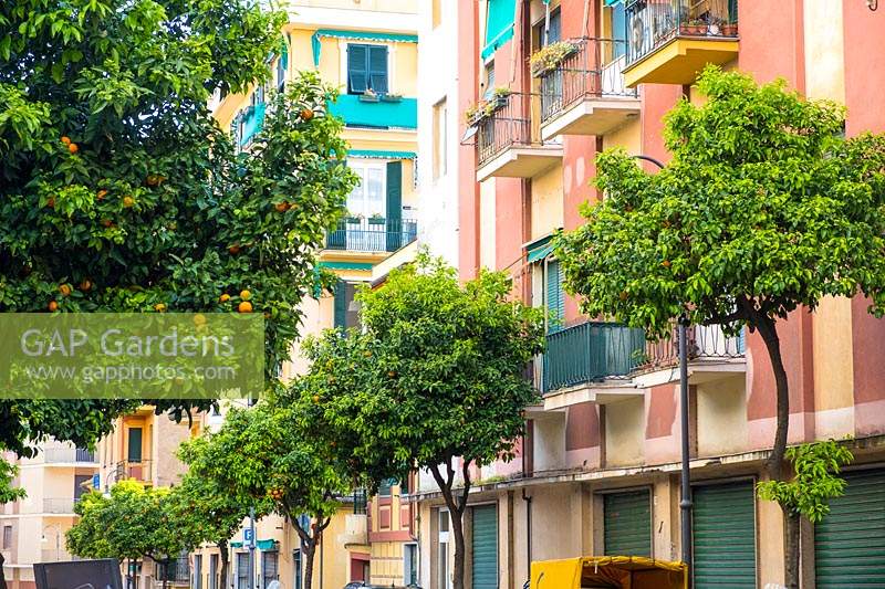 Citrus x sinensis - Lines of fruiting Orange trees in urban street, Santa Margherita Ligure, Italy.
