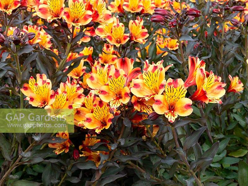 Alstroemeria 'Indian Summer' - Peruvian Lily 'Indian Summer' 