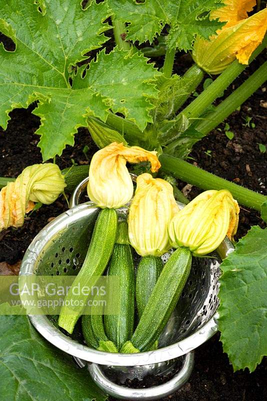 Cucurbita  - Courgette 'Romanesco' - young fruit with flowers