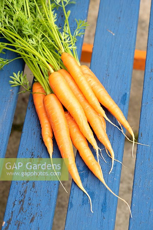 Daucus carota - Carrot 'Primo' 