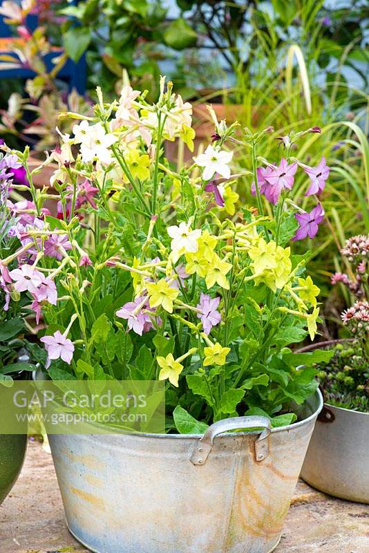 Old zinc wash tub planted with Nicotania, 'Scented Mixed',