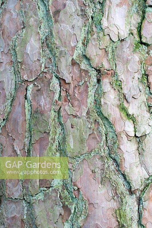 Pinus sylvestris - Scots Pine bark with lichen