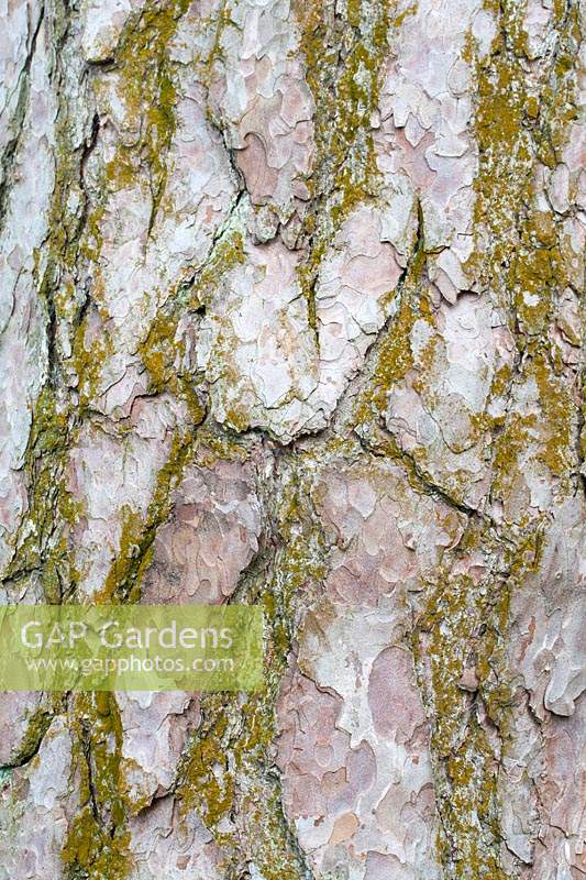 Pinus sylvestris - Scots Pine bark with lichen. 