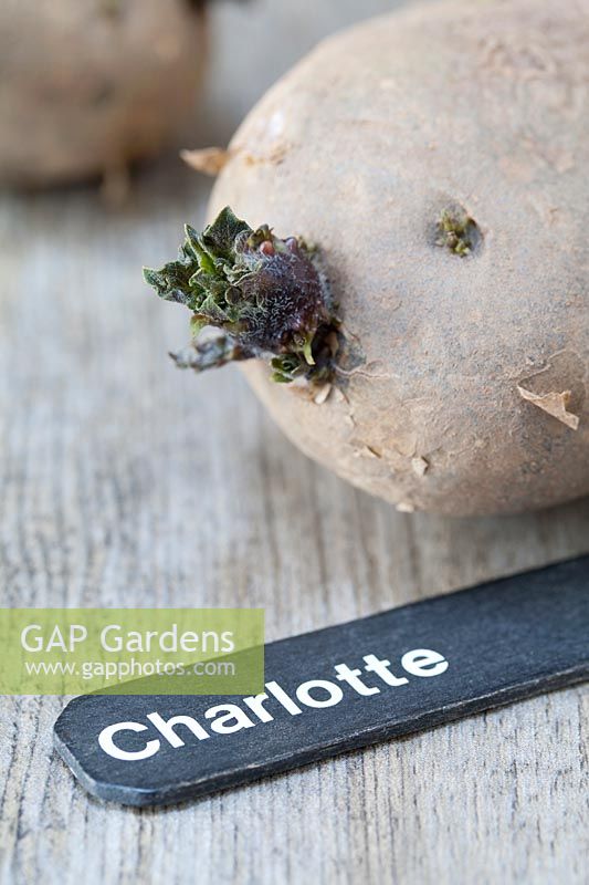 Chitting seed potato 'Charlotte'