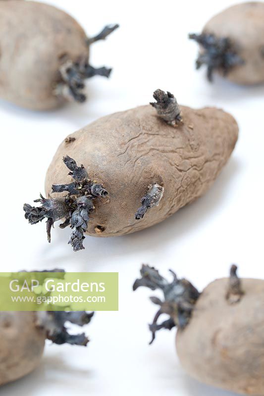 Chitting seed potatoes 'Shetland Black'. 