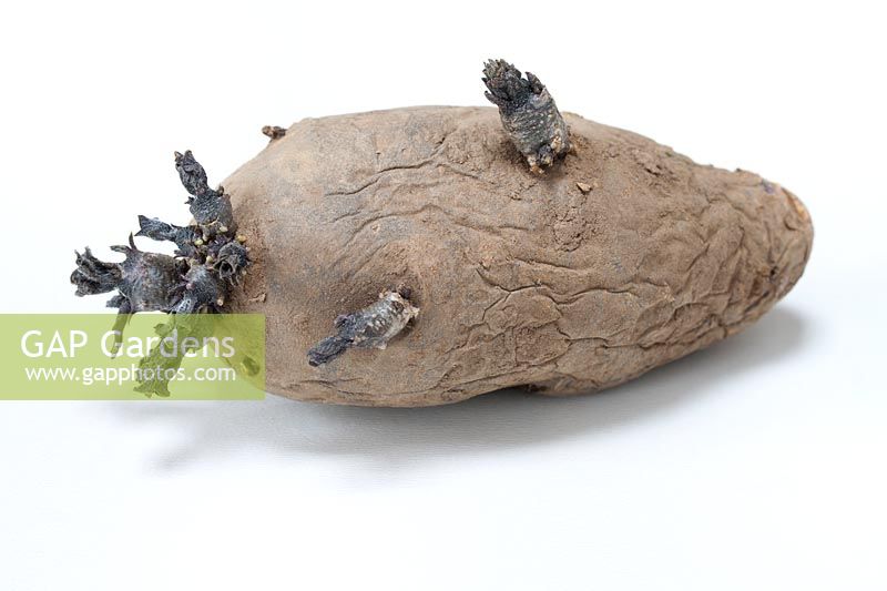 A chitting seed potato 'Shetland Black'. 