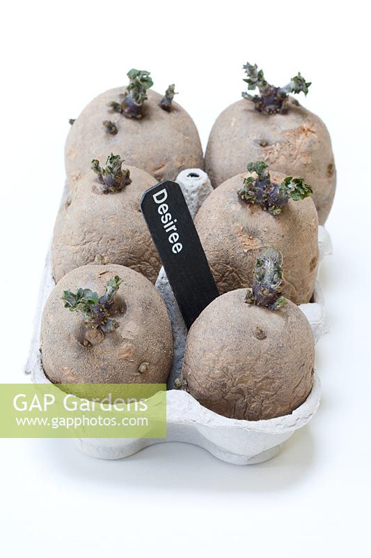 An egg box of chitting potatoes, labelled  'Desiree'. 