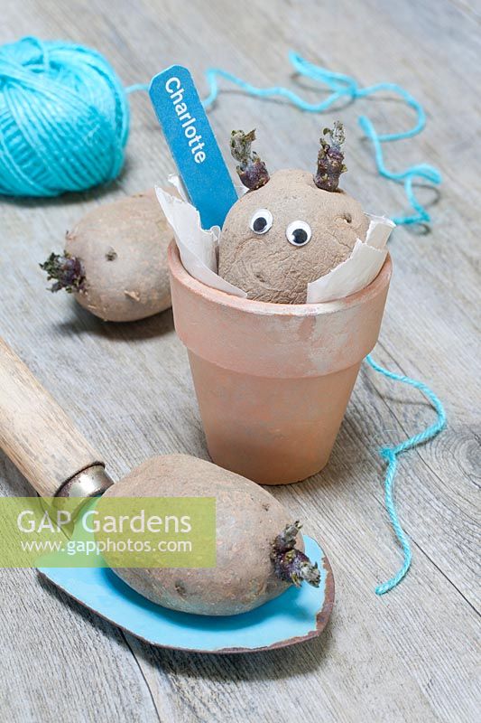 A chitting seed potato labelled 'Charlotte' and stick on googly eyes, in a terracotta pot with a trowel and a blue ball of twine. 