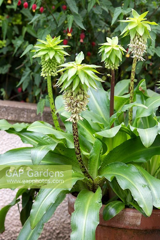 Eucomis bicolor - Two coloured pineapple lily - Variegated pineapple lily