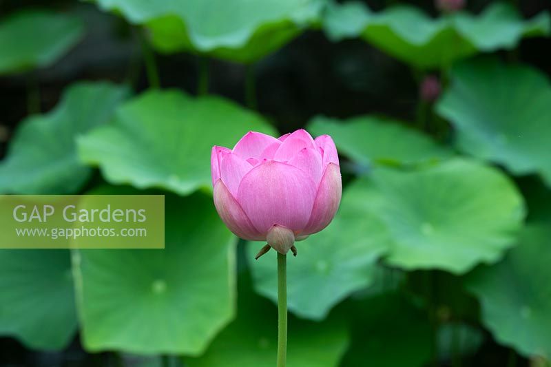 Nelumbo nucifera komarovii - Hardy Sacred Lotus flower opening
