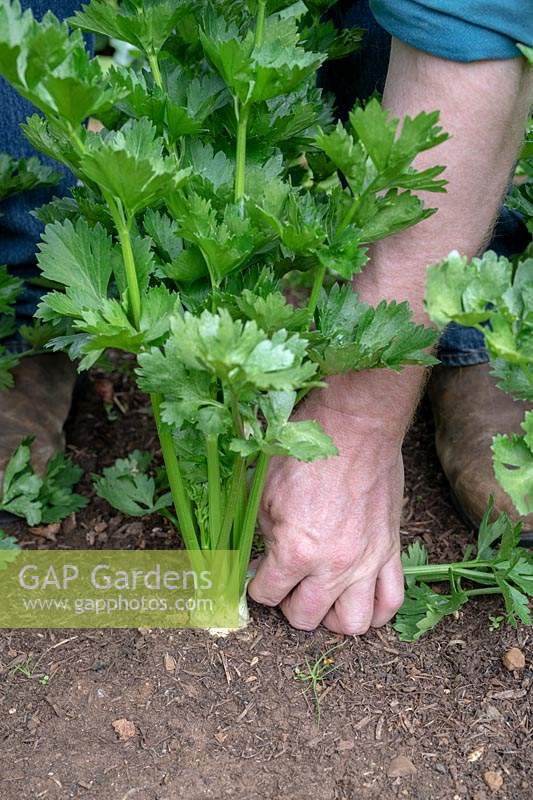 Gardener removing the outer leaves of Apium graveolens var. rapaceum -  Celeriac - to expose the crown and encourage the bulb to develop. 