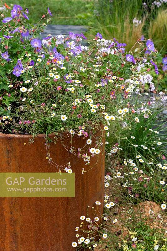 Rustic metal planter made from recycled wood and metal, with flowering Erigeron karvinskianus and Geranium. RHS Hampton Court Flower show, 2019 - Designed by Living Windows.