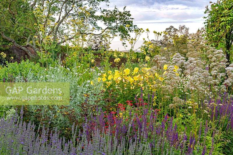 Mixed Herbs and Perennial Garden at Town Place in Sussex, UK. Planting includes  Lavender Valeriana officinalis Salvia Artemisia ludoviciana 'Valerie Finnis', western mugwort, Lavender Oenothera biennis evening primrose Agastache aurantiaca
