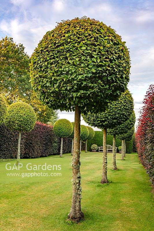 Formal Topiary Walk at Town Place in Sussex, UK.
