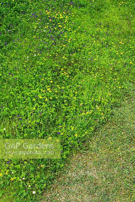 Mown and wildflower lawn comparison. 