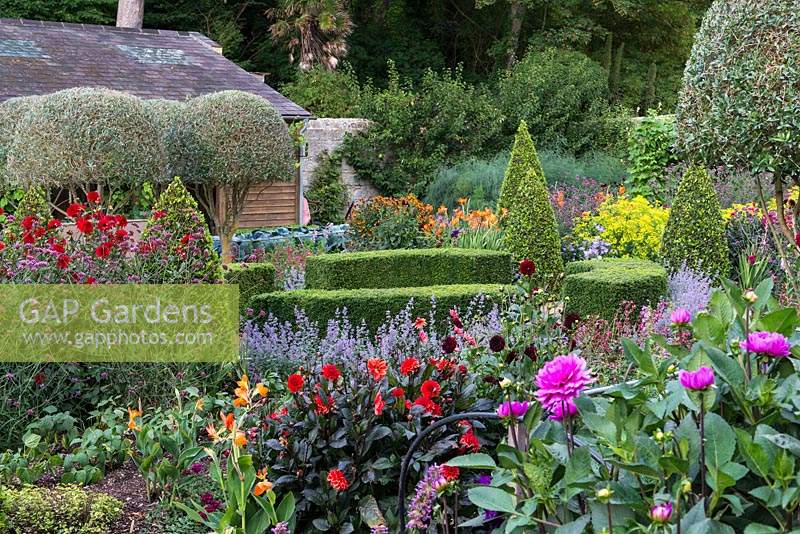 Flowerbeds with Dahlias in formal kitchen garden, with clipped bay trees. 

