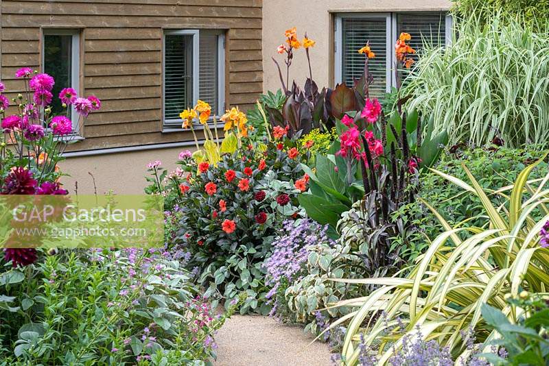 A path leads between semi-tropical planting in beds planted with cannas, dahlias, phormiums, miscanthus, asters, ornamental millet and plectranthus.