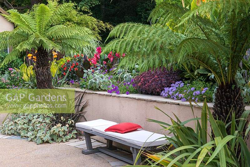 A bench overlooking a contemporary courtyard, edged in beds of Australian tree ferns, cannas, phormiums, dahlias, verbenas, sedums and silver Plectranthus.