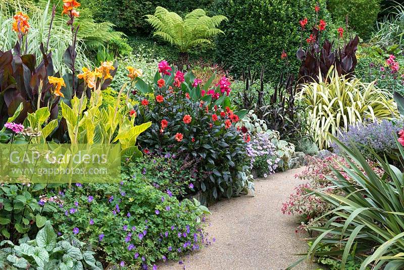 A path leads between semi-tropical beds planted with Canna, Dahlia, Phormium,  Aster, ornamental millet, Fuchsia, hardy geraniums and Plectranthus.