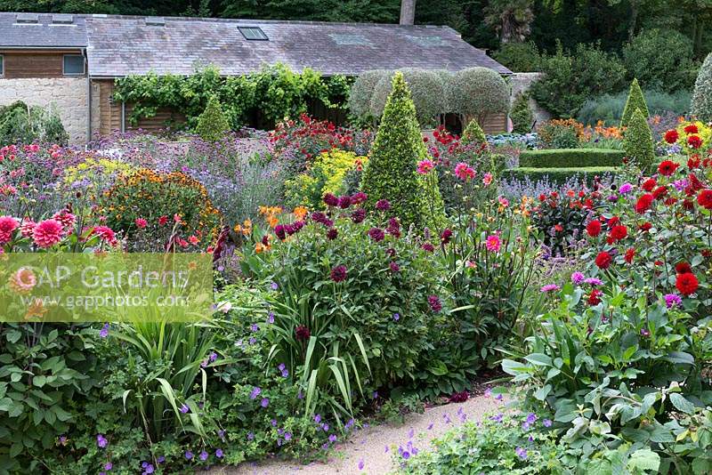 Flowering dahlias, geraniums and heleniums grow with clipped topiary in walled garden.

