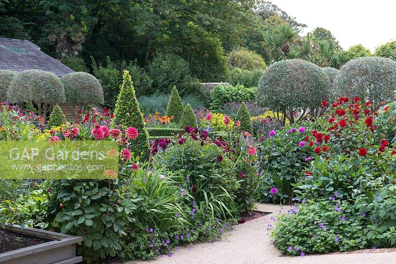 Flowering dahlias, geraniums and heleniums grow with clipped topiary in walled garden.