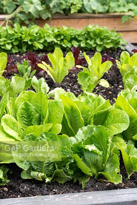 Raised vegetable bed planted with Cos lettuce and curly-leaved green varieties.