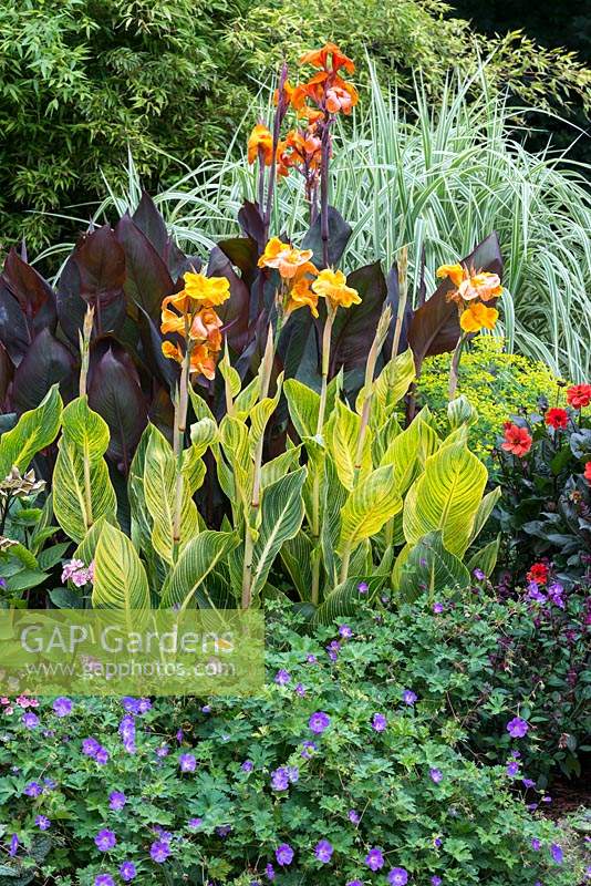 Flowerbed with Canna 'Bethany, Canna 'Wyoming' and Miscanthus 'Cosmopolitan'
