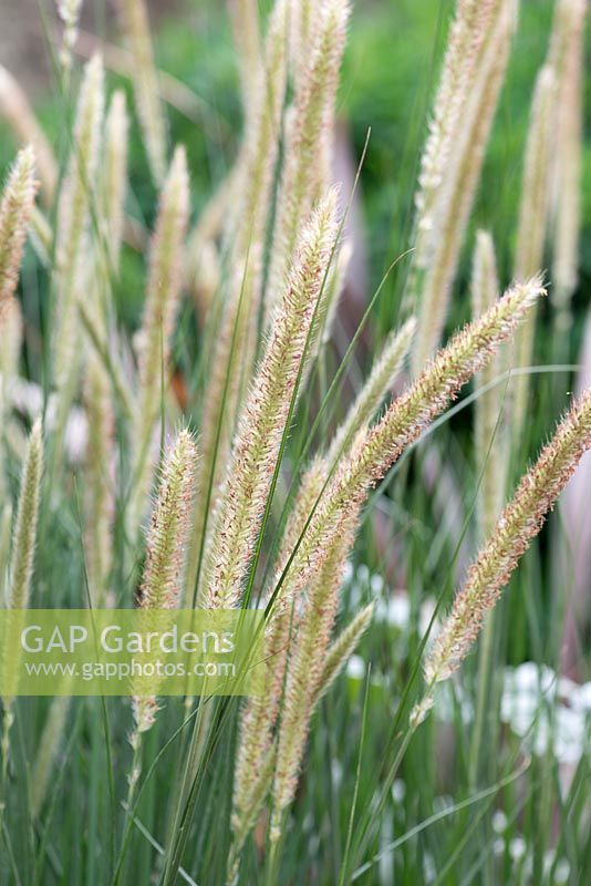 Pennisetum macrourum - African feather grass