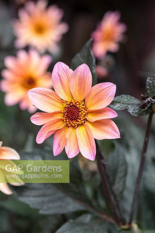 Dahlia 'Dawn and Dusk' - A dark-leaved, single-flowered Dahlia developed in the garden at Haddon Lake House.
