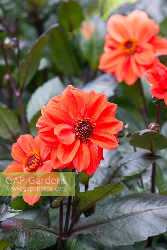 Dahlia 'Bishop of Oxford', has dark foliage and rich red flowers that vary between single and semi-double. Flowers from July.