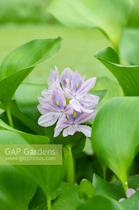 Eichhornia crassipes -  Water Hyacinth